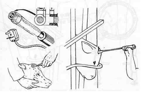 Da?layarak boynuz köreltme